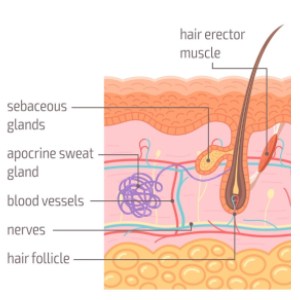 Experiments to deal with hair loss